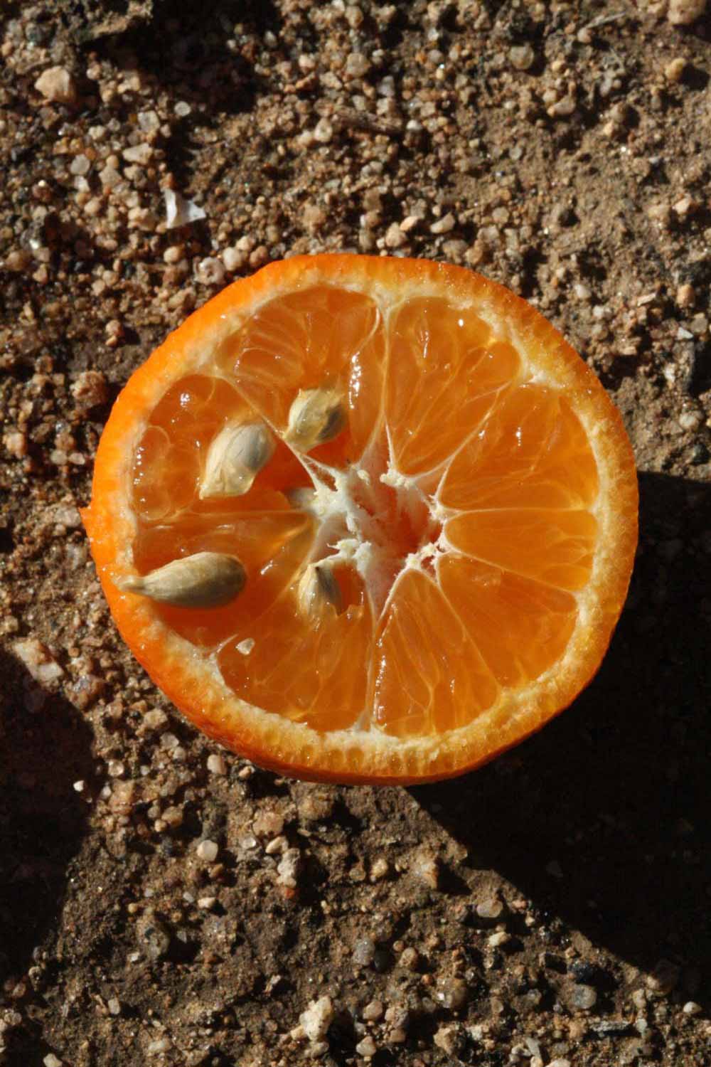              Fruit cross-section (Clementina Fina, Riverside, CA)       